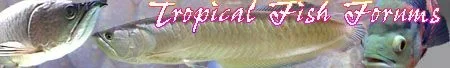 tff_emerald.webp