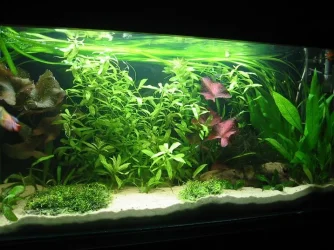 tank7.webp