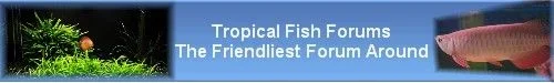 TFFlogo1.webp