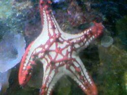 Starfish_UPLOAD.jpg