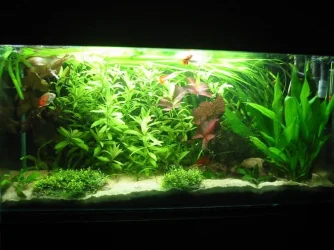 full_tank.webp