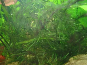 javamoss.webp