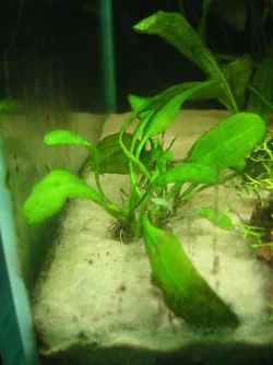 algae_pic1.webp