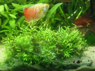 riccia.webp