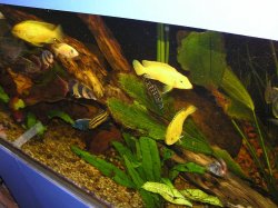 fish__frog_008.JPG