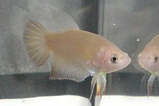 gold_20halfmoon_20female.webp