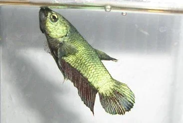 masked_20betta_20male.webp