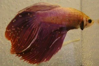 veiltail_20male.webp