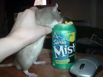 lioisbig2.webp