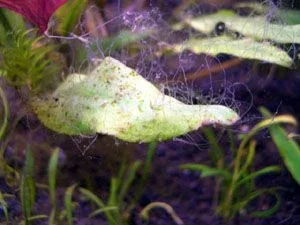 algae___.webp