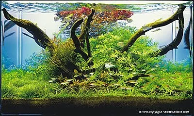 ga6.webp