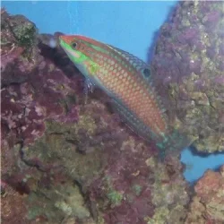 wrasse2_050805.webp