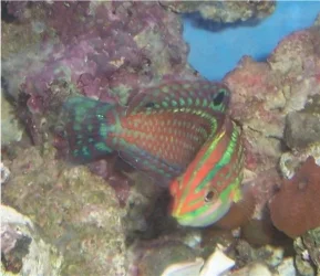 wrasse_050805.webp