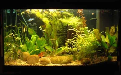 tank.webp