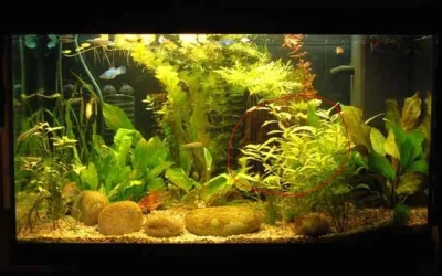 tank.webp