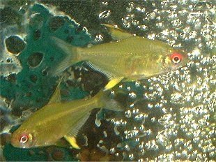 lemons1.jpg lemons1.jpg