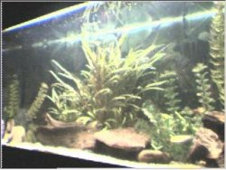 Fish_Tank_05.jpg
