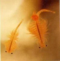 seamonkeys.webp