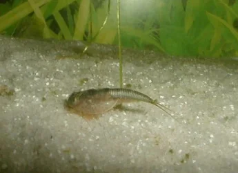 triops.webp