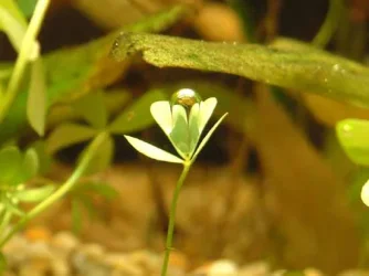 clover.webp