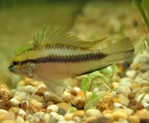 apisto.webp