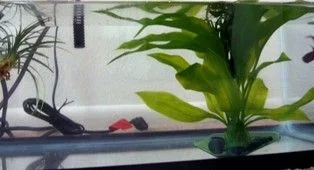 Tankview2.webp