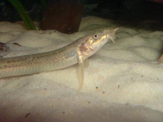 loach08141.jpg