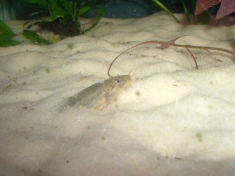 loach08142.jpg