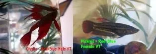 Ohglie_Pickles.webp