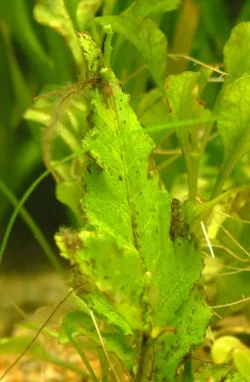 leaf.webp