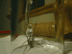 spider_2.gif