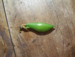 pea.jpg