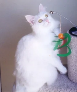 Princess_Lily.webp