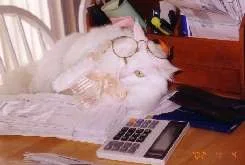 3Tax_time_for_Lily.webp