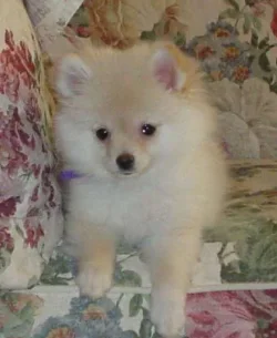 2CiCi_at_12_weeks_old.webp