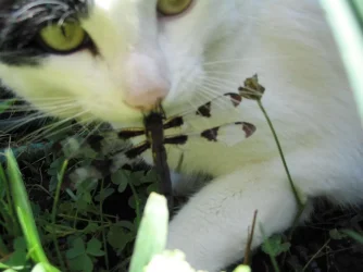 nemosnose.webp