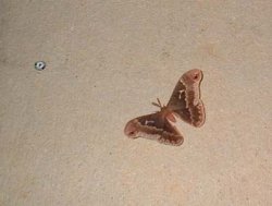 monmothma.jpg