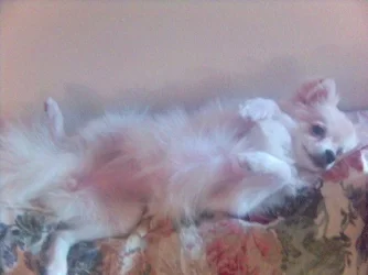 Reclining_doggy.webp