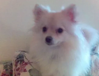 CiCi_close_up_CiCi_close_up_pretty.webp