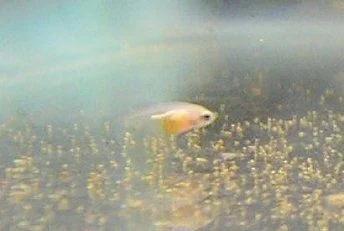 fry3.webp