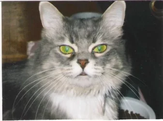 Puri.webp