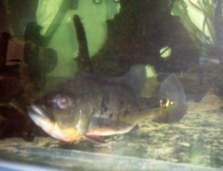 P_Bass_1.jpg P_Bass_1.jpg