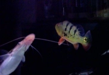 P_Bass_2.jpg P_Bass_2.jpg