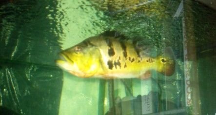 P_Bass_3.jpg P_Bass_3.jpg