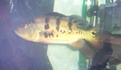 P_Bass_4.jpg P_Bass_4.jpg