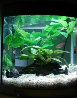 fishtank_small.webp