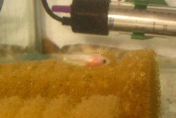 fry3.webp