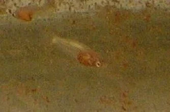 fry4.webp