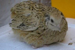 goldenjaphen.webp