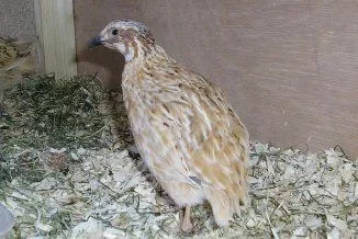 japgoldencock.webp